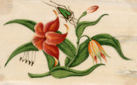 Chinese School, Chinese Orange Lily Flower with Beetle Insect – Mid-19th-century chinese painting on pith