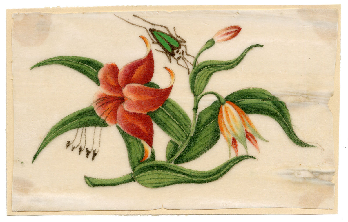 Chinese School, Chinese Orange Lily Flower with Beetle Insect – Mid-19th-century chinese painting on pith