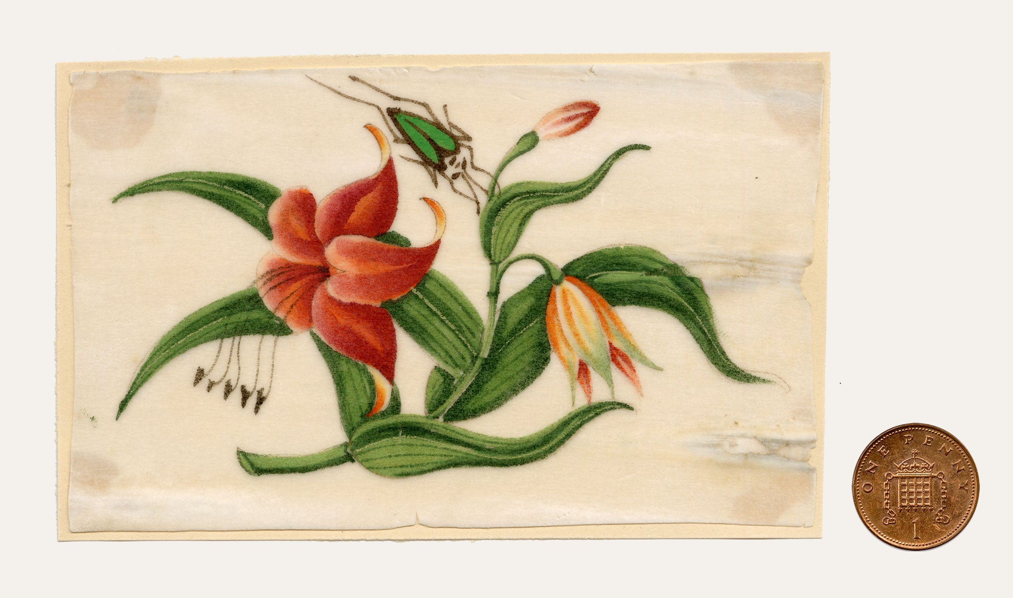 Chinese School, Chinese Orange Lily Flower with Beetle Insect – Mid-19th-century chinese painting on pith