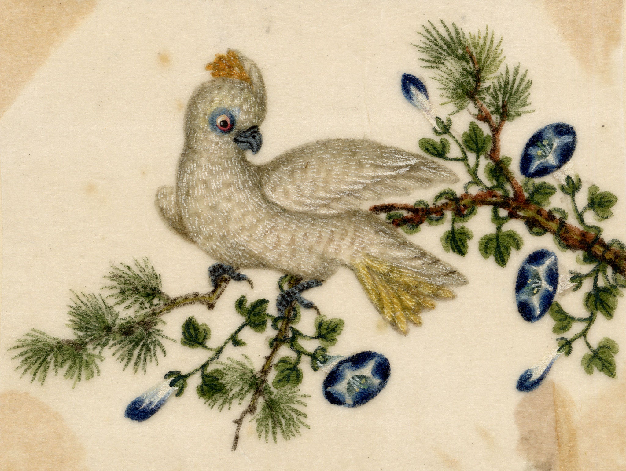 Chinese School, Yellow-crested Cockatoo Bird on Pine Branch – Mid-19th-century chinese painting on pith