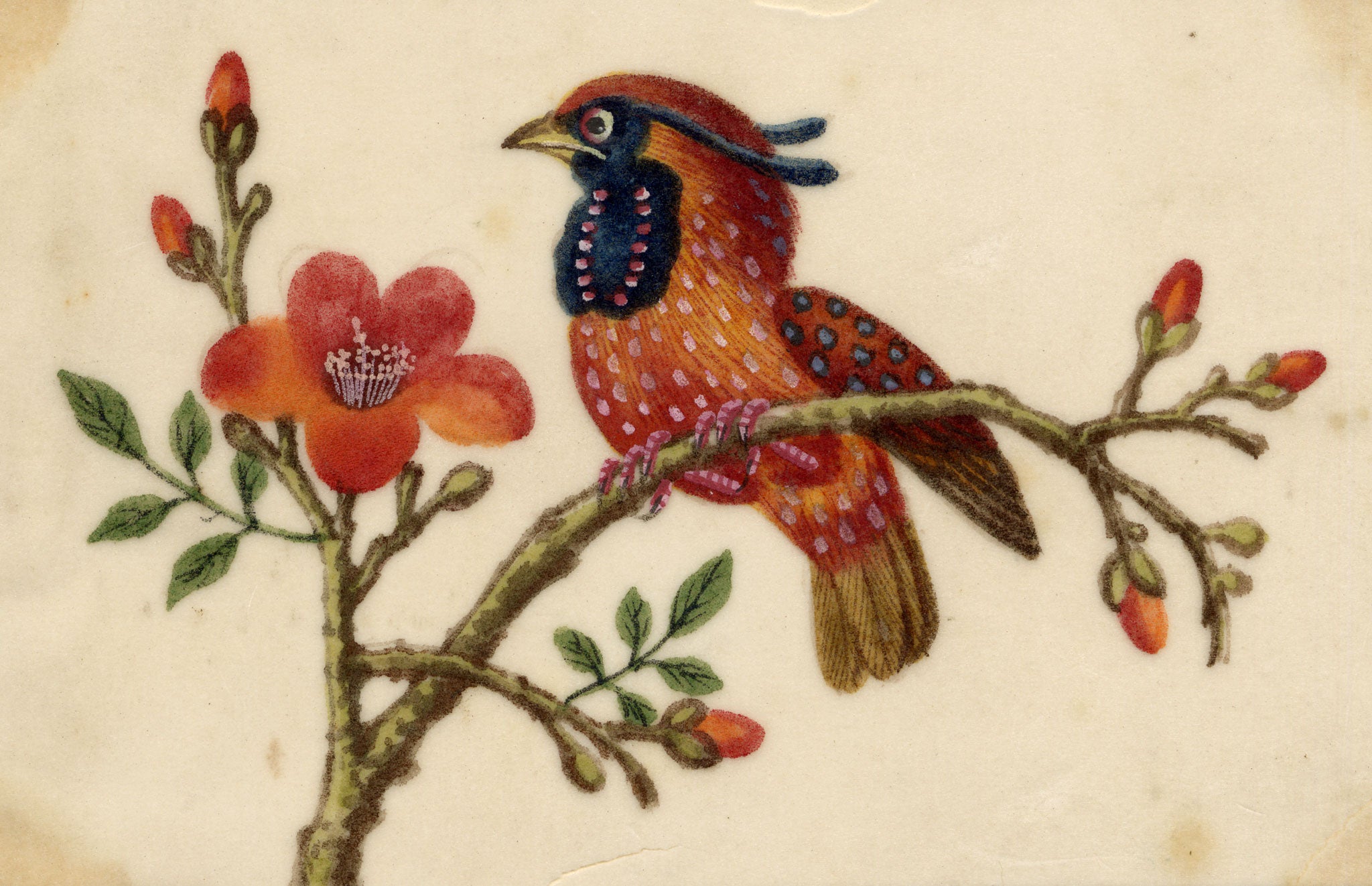 Chinese School, Cabot's Tragopan Pheasant Bird on Flowering Branch – Mid-19th-century chinese painting on pith
