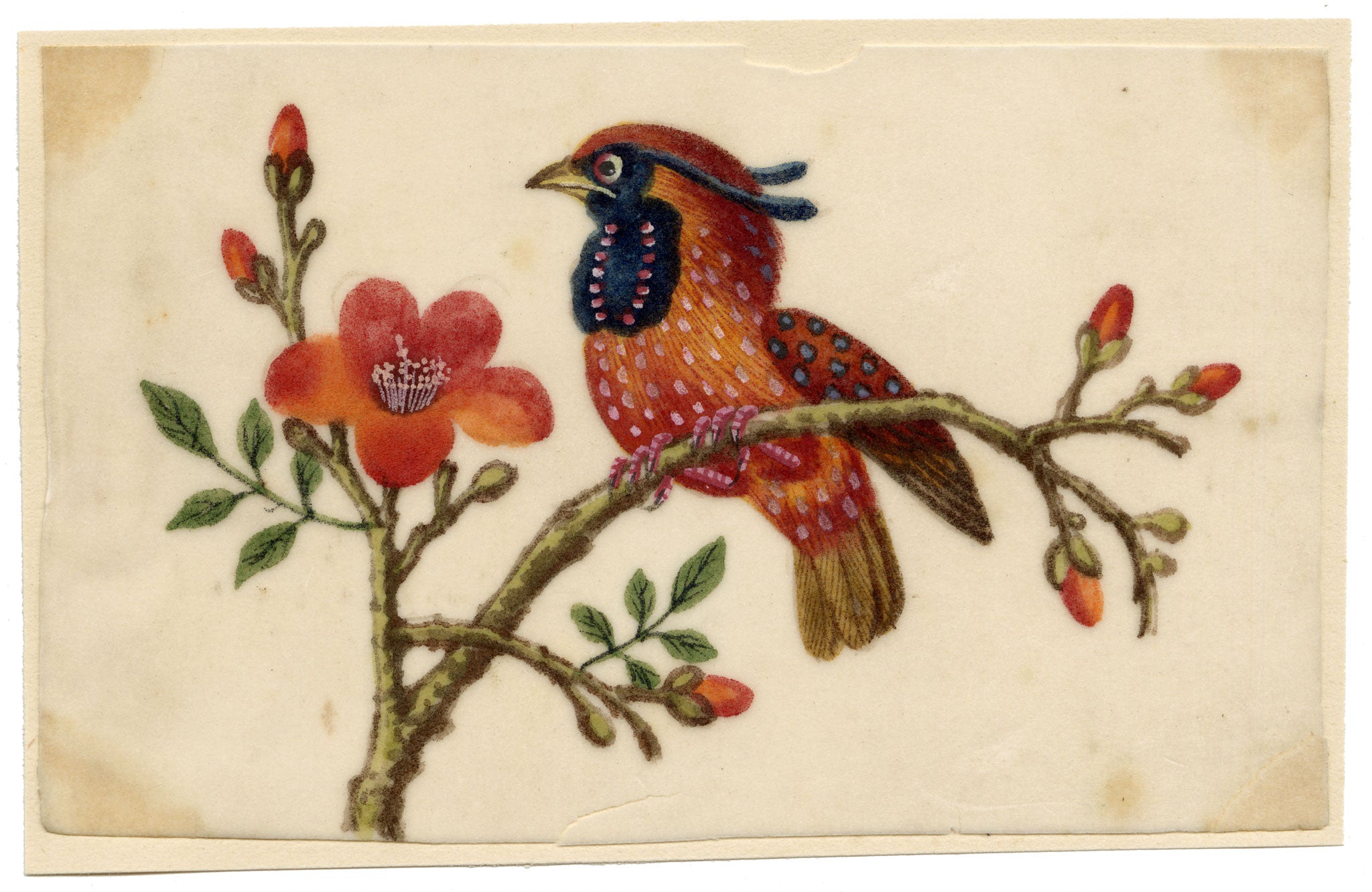 Chinese School, Cabot's Tragopan Pheasant Bird on Flowering Branch – Mid-19th-century chinese painting on pith
