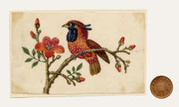 Chinese School, Cabot's Tragopan Pheasant Bird on Flowering Branch – Mid-19th-century chinese painting on pith