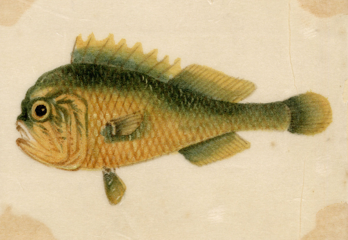 Chinese School, Chinese Grouper Fish – Mid-19th-century chinese painting on pith