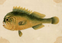 Chinese School, Chinese Grouper Fish – Mid-19th-century chinese painting on pith