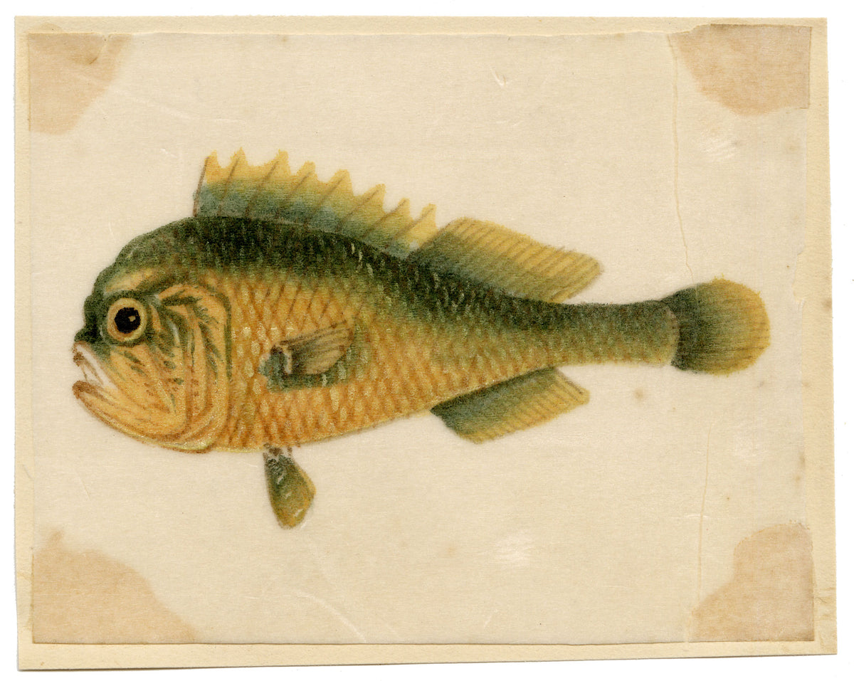 Chinese School, Chinese Grouper Fish – Mid-19th-century chinese painting on pith