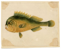 Chinese School, Chinese Grouper Fish – Mid-19th-century chinese painting on pith