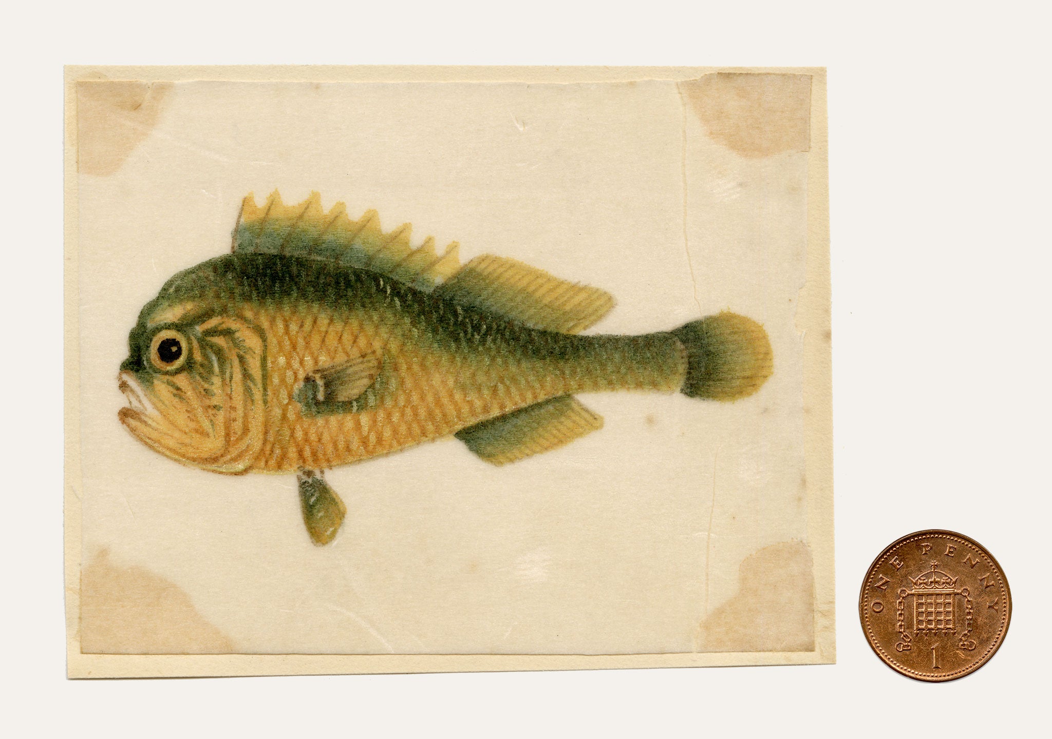 Chinese School, Chinese Grouper Fish – Mid-19th-century chinese painting on pith