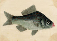 Chinese School, Chinese Silver Carp Fish – Mid-19th-century chinese painting on pith