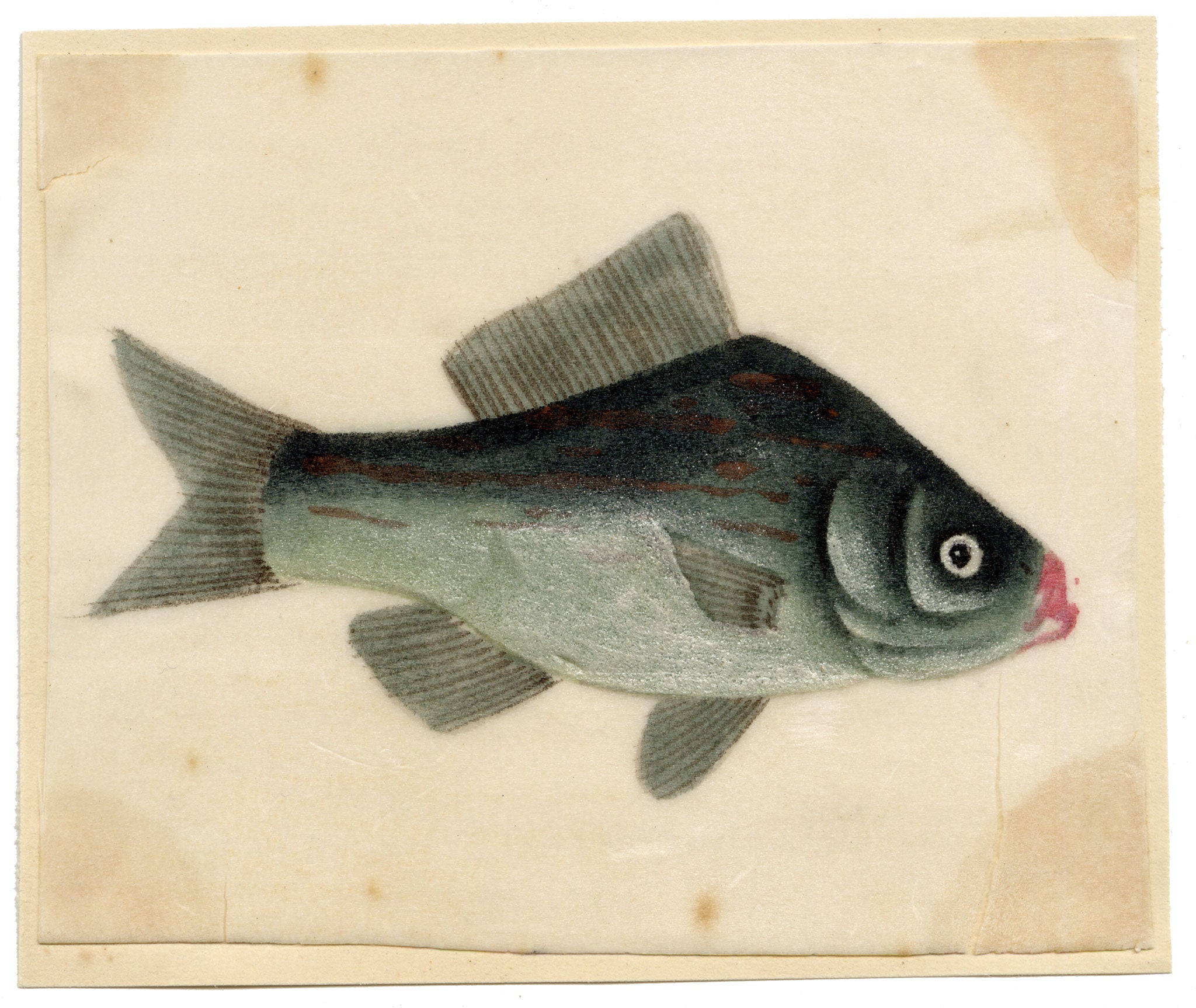 Chinese School, Chinese Silver Carp Fish – Mid-19th-century chinese painting on pith