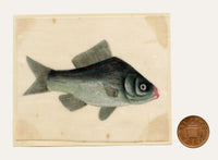 Chinese School, Chinese Silver Carp Fish – Mid-19th-century chinese painting on pith