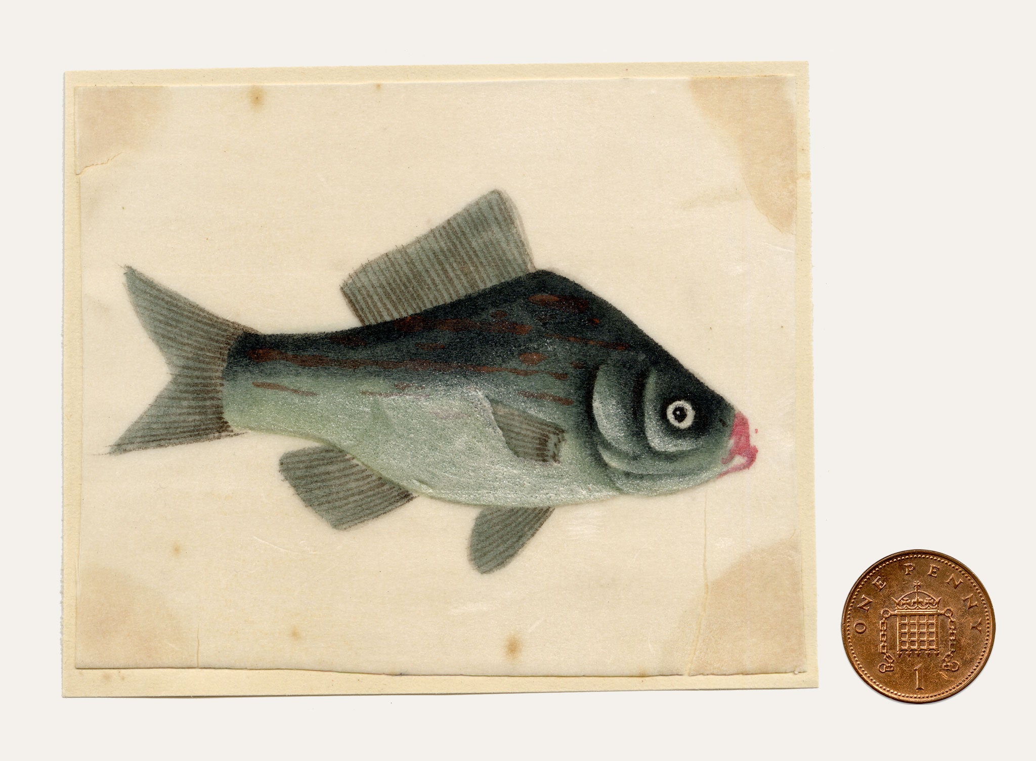 Chinese School, Chinese Silver Carp Fish – Mid-19th-century chinese painting on pith