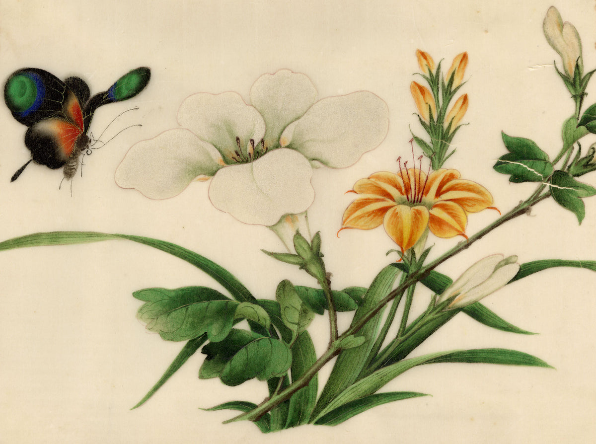 Chinese School, Lily Flowers with Butterfly – Mid-19th-century chinese painting on pith