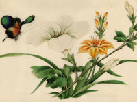 Chinese School, Lily Flowers with Butterfly – Mid-19th-century chinese painting on pith