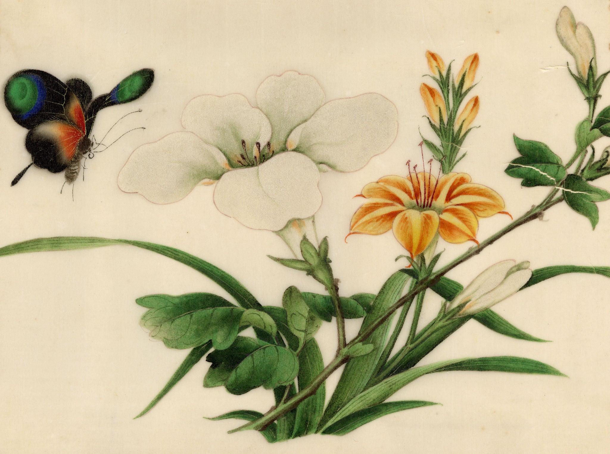 Chinese School, Lily Flowers with Butterfly – Mid-19th-century chinese painting on pith