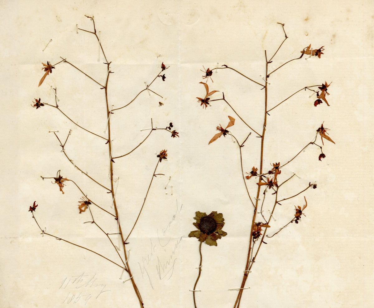 Anon., Chinese Herbarium Pressed Wildflowers from the Grand Canal – 1859