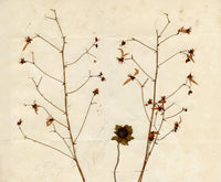 Anon., Chinese Herbarium Pressed Wildflowers from the Grand Canal – 1859