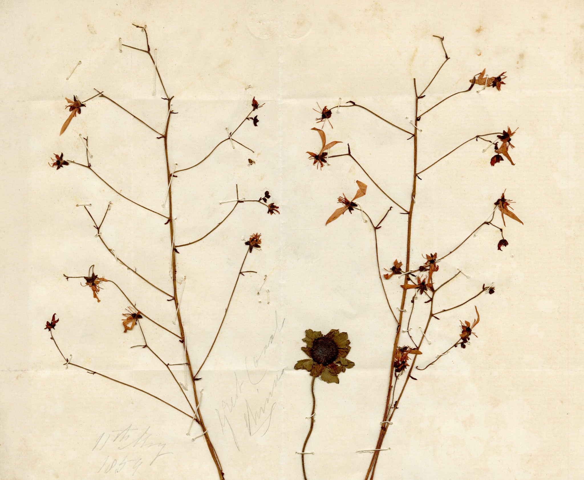 Anon., Chinese Herbarium Pressed Wildflowers from the Grand Canal – 1859