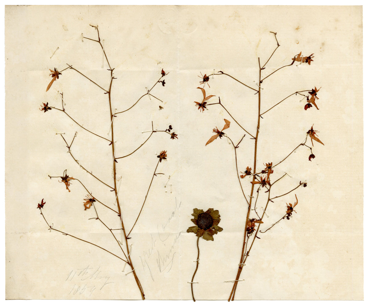 Anon., Chinese Herbarium Pressed Wildflowers from the Grand Canal – 1859