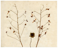 Anon., Chinese Herbarium Pressed Wildflowers from the Grand Canal – 1859