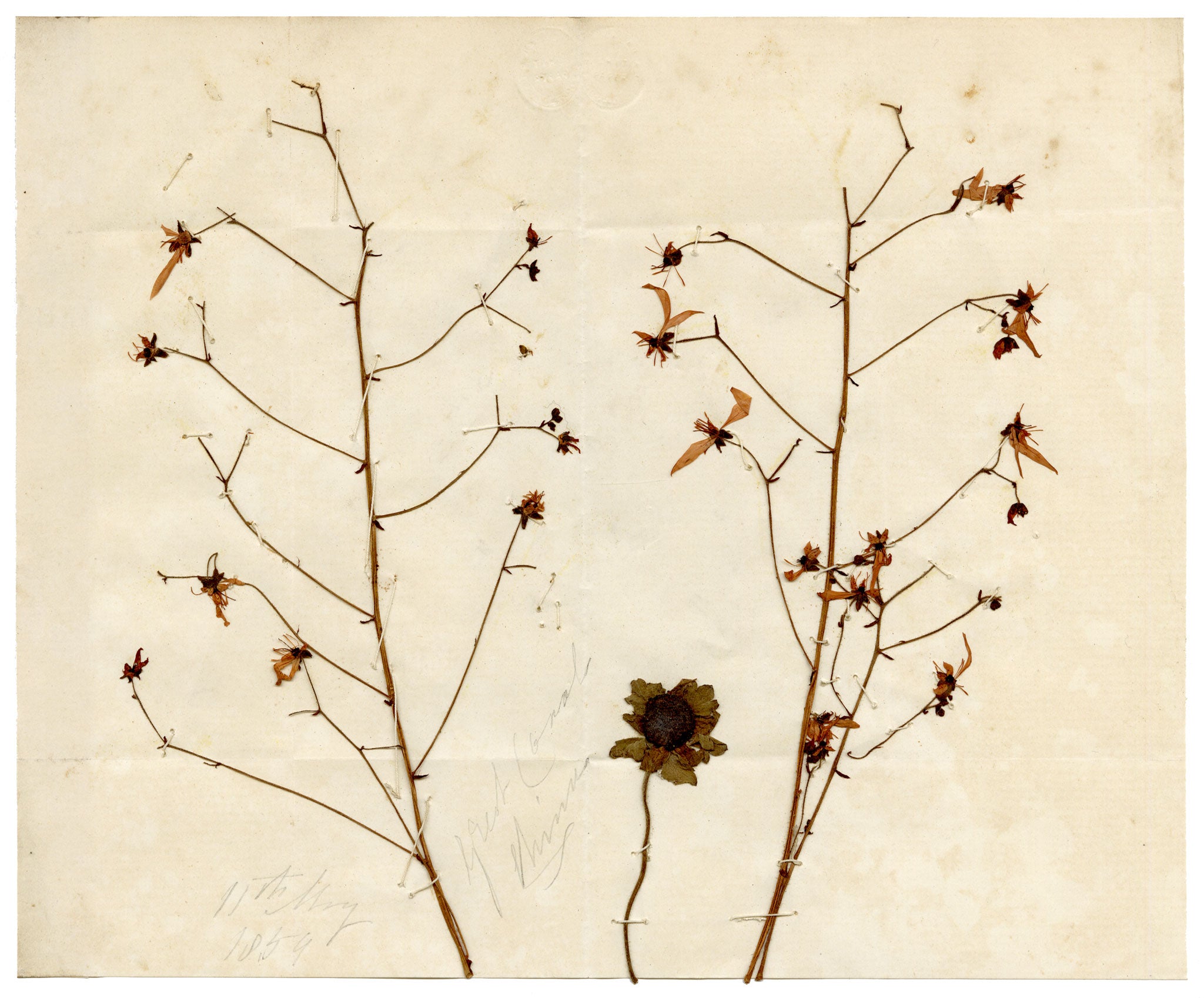 Anon., Chinese Herbarium Pressed Wildflowers from the Grand Canal – 1859