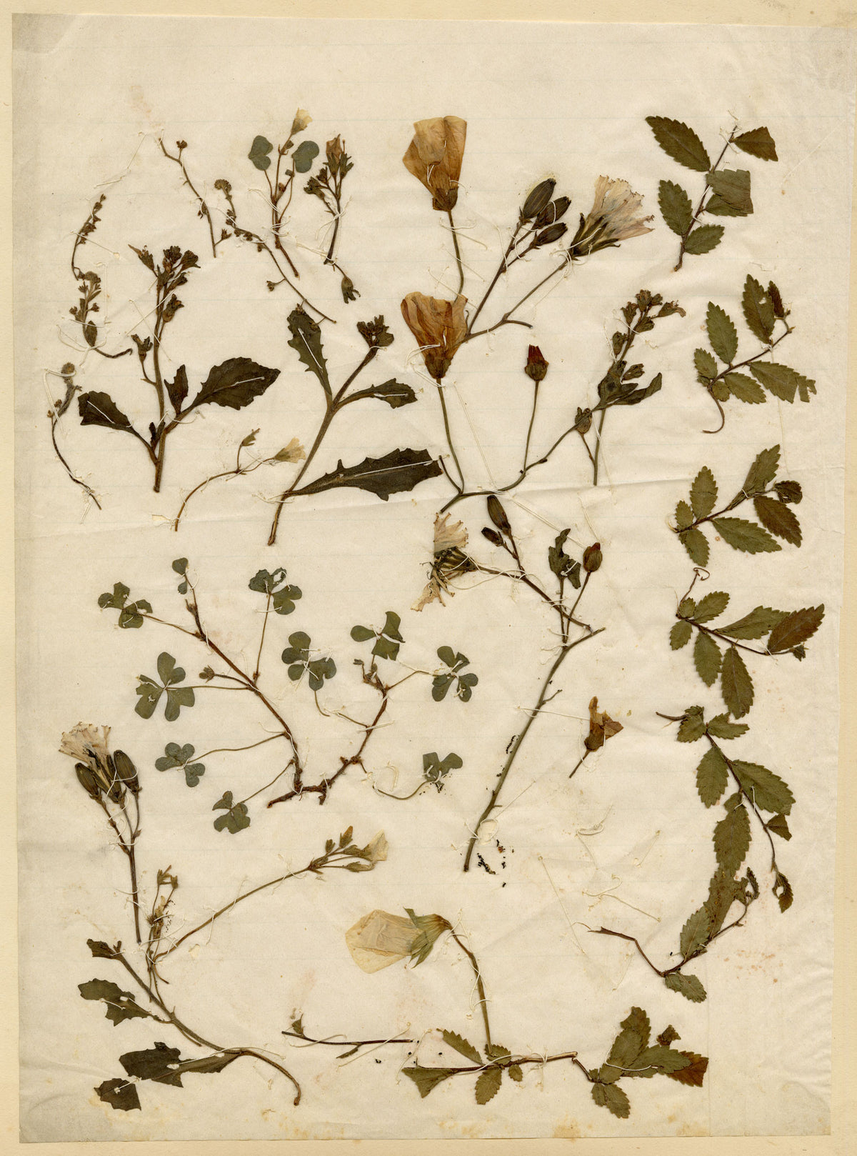 Anon., Chinese Herbarium Pressed Wildflowers – c.1859
