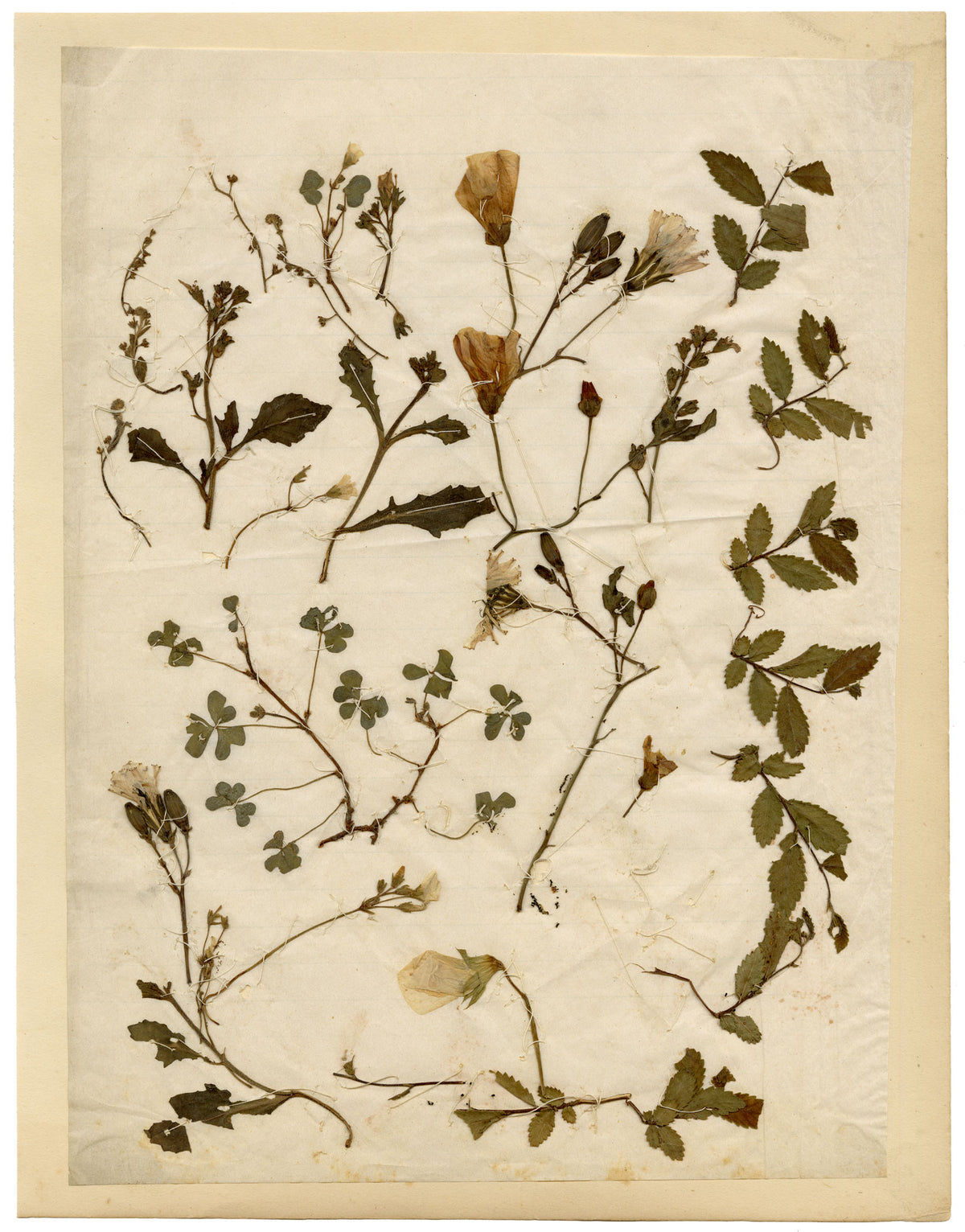 Anon., Chinese Herbarium Pressed Wildflowers – c.1859