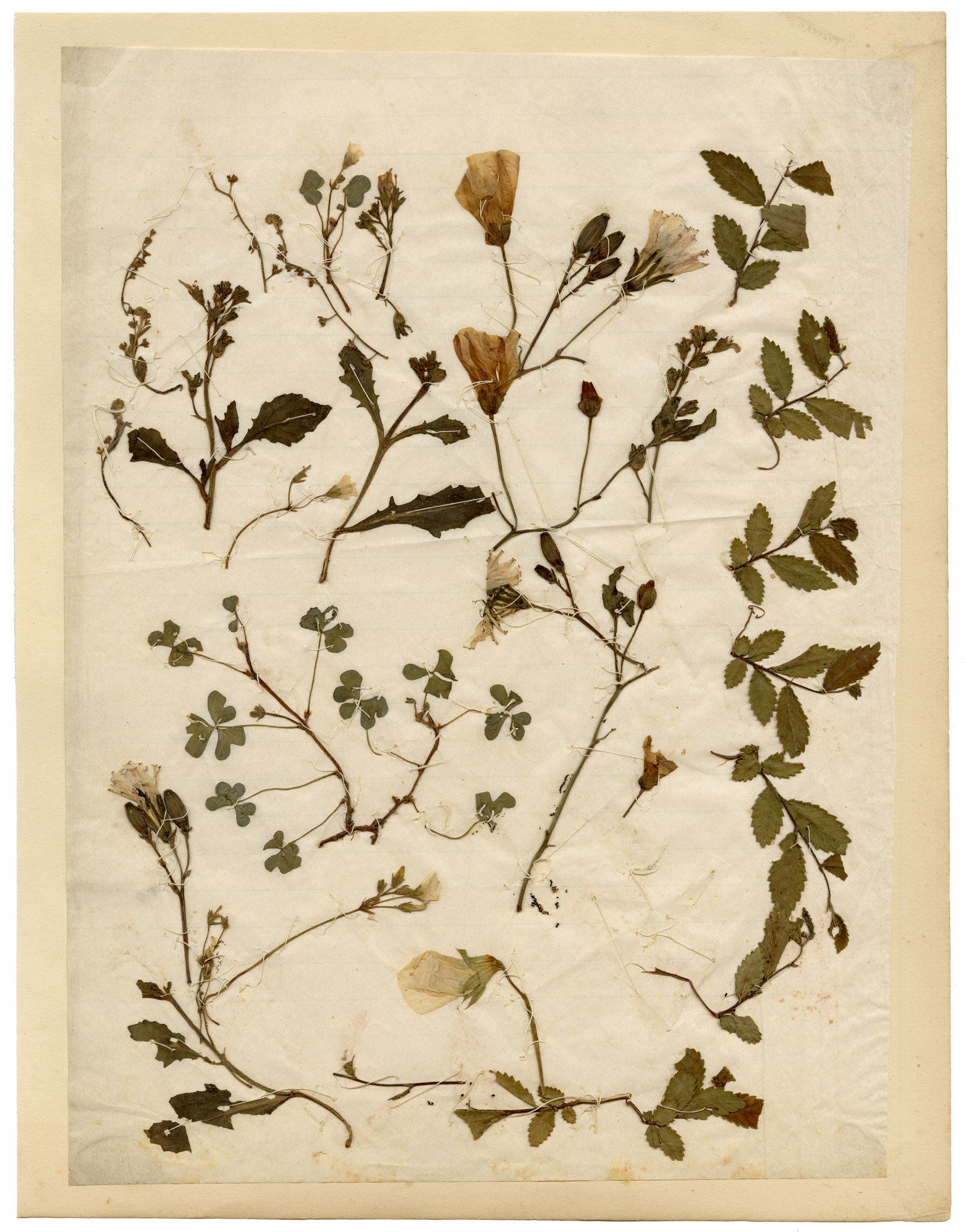 Anon., Chinese Herbarium Pressed Wildflowers – c.1859
