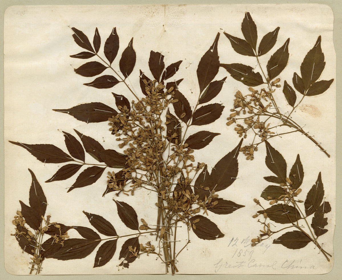 Anon., Chinese Herbarium Pressed Wildflowers from the Grand Canal – 1859