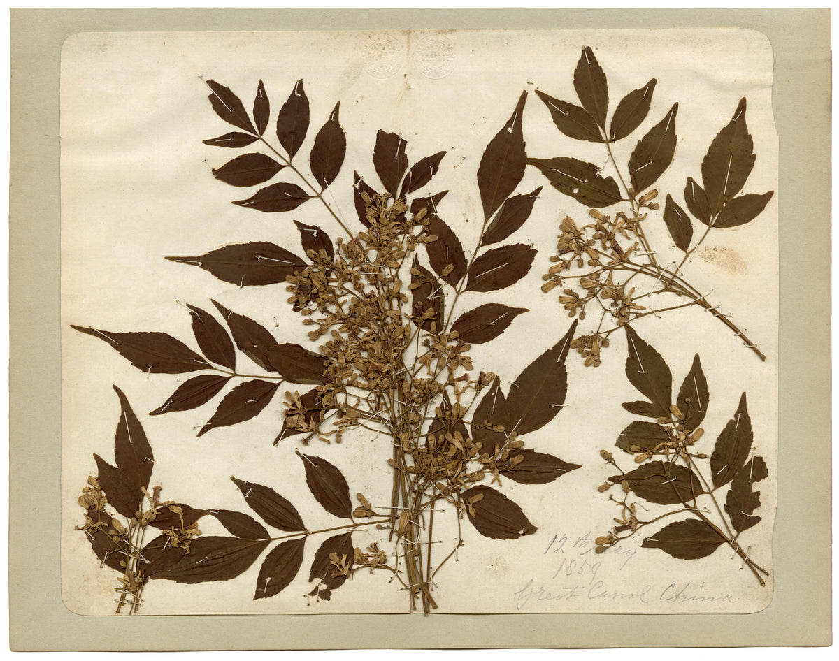 Anon., Chinese Herbarium Pressed Wildflowers from the Grand Canal – 1859