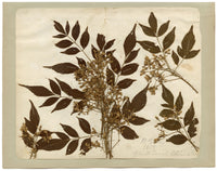 Anon., Chinese Herbarium Pressed Wildflowers from the Grand Canal – 1859