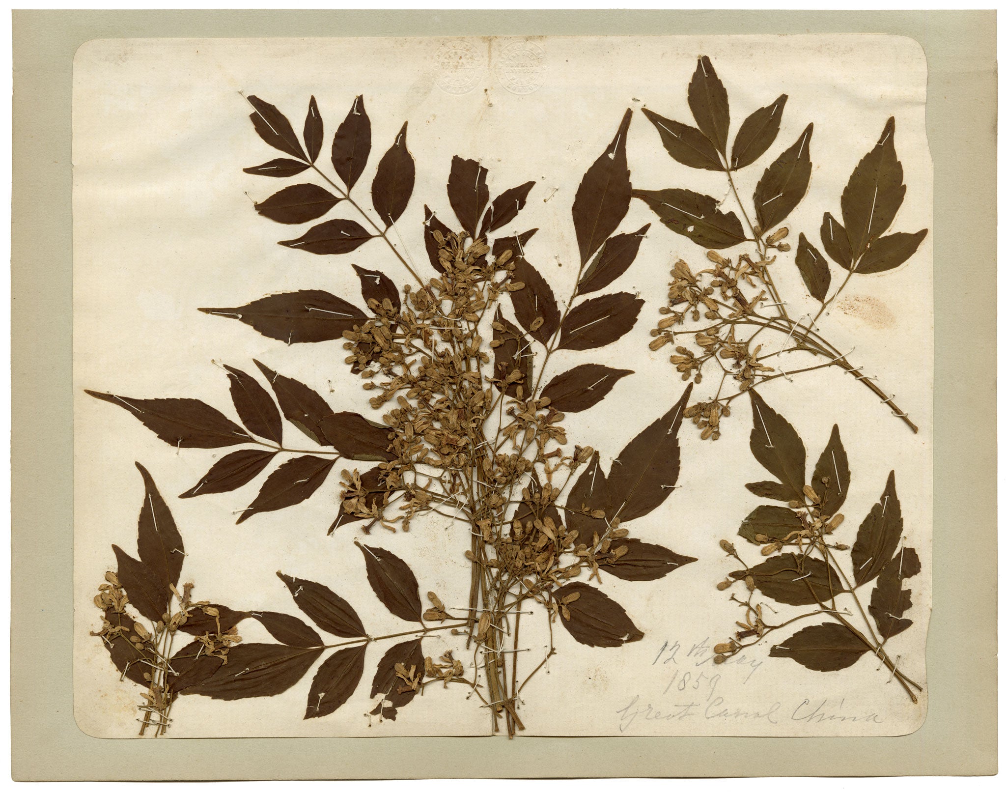 Anon., Chinese Herbarium Pressed Wildflowers from the Grand Canal – 1859