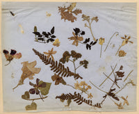 Anon., Herbarium Pressed Wildflowers, Hogg Farm, England – 1863