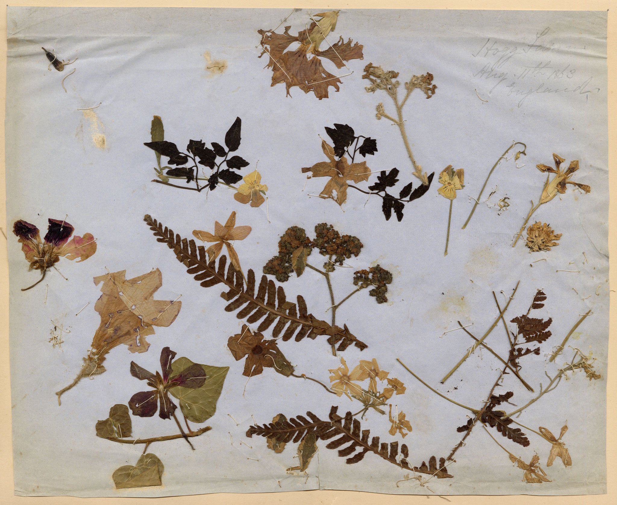 Anon., Herbarium Pressed Wildflowers, Hogg Farm, England – 1863