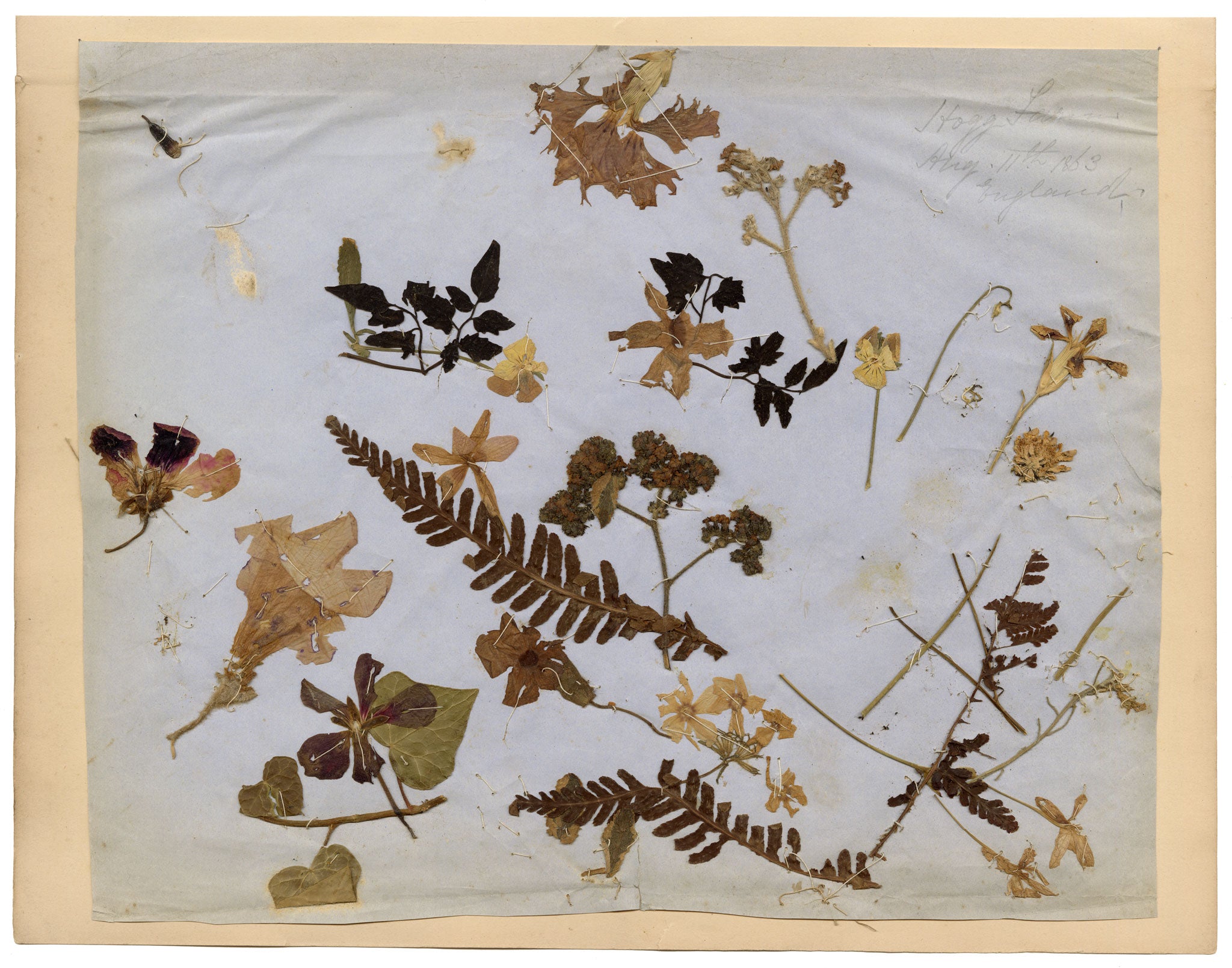 Anon., Herbarium Pressed Wildflowers, Hogg Farm, England – 1863