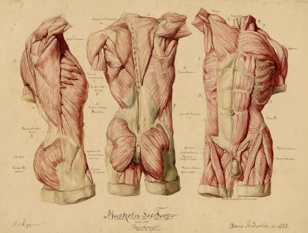 Johann Anderla, Anatomical Study of Muscles of the Torso & Pelvis – 1888 watercolour painting