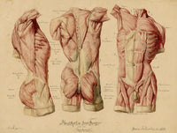 Johann Anderla, Anatomical Study of Muscles of the Torso & Pelvis – 1888 watercolour painting