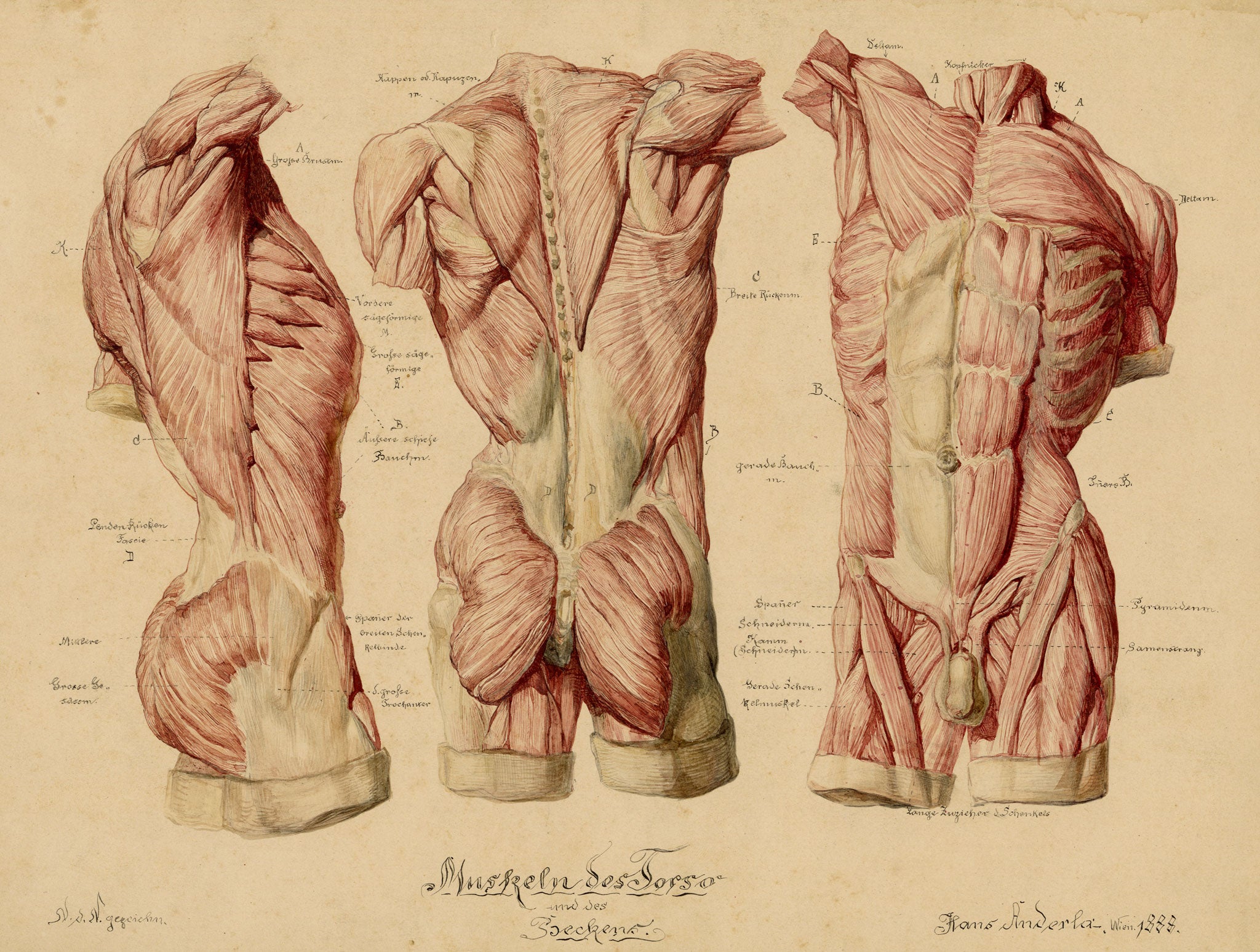 Johann Anderla, Anatomical Study of Muscles of the Torso & Pelvis – 1888 watercolour painting