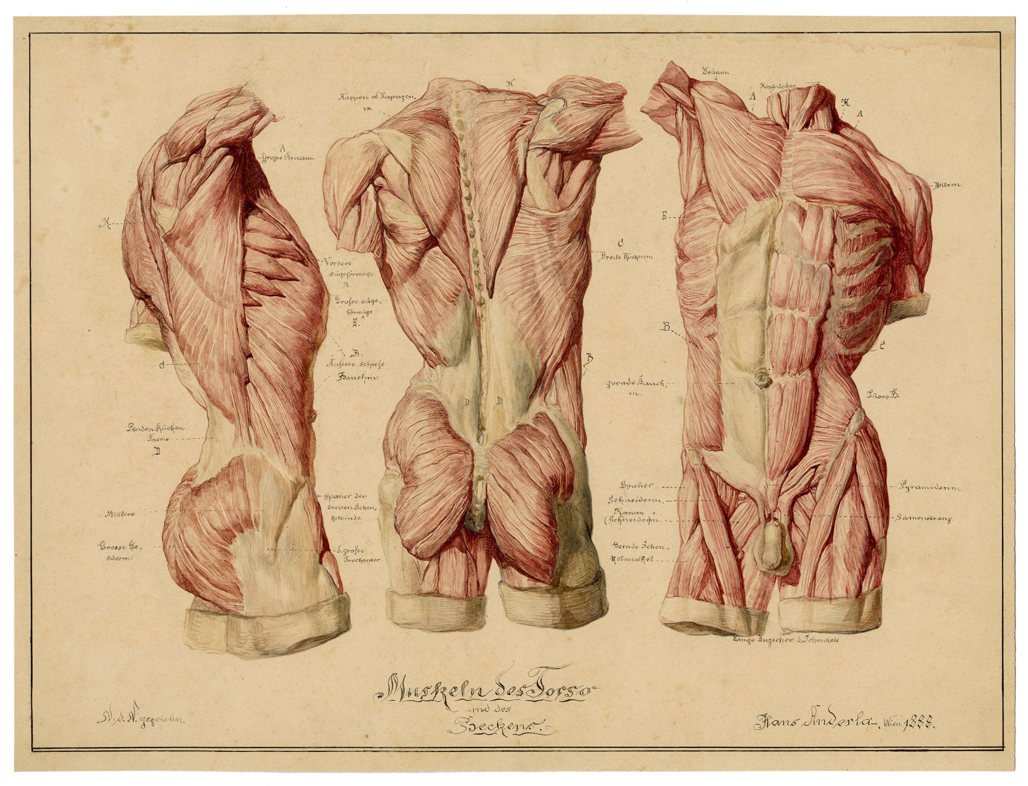 Johann Anderla, Anatomical Study of Muscles of the Torso & Pelvis – 1888 watercolour painting