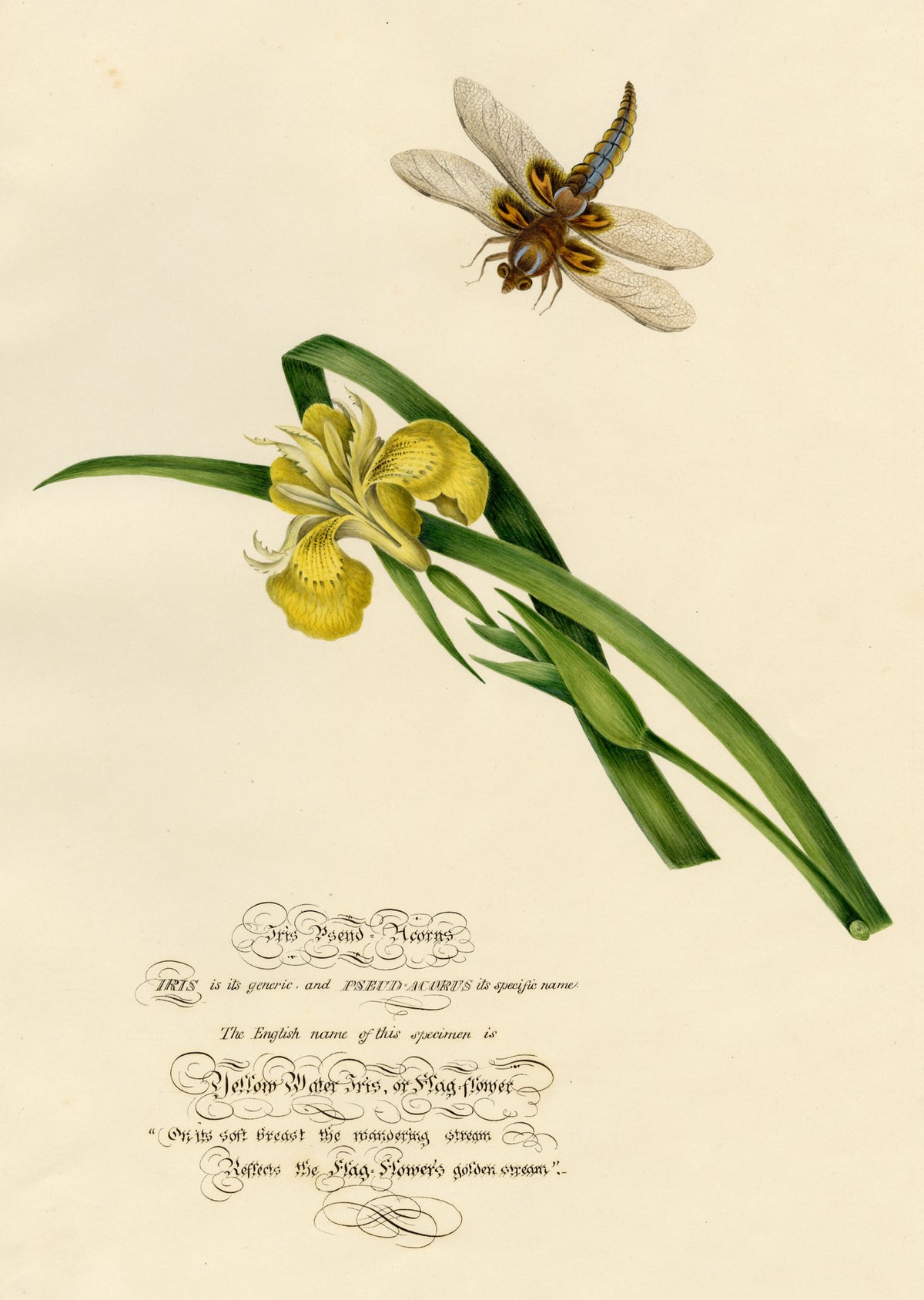 Louisa Hare, Yellow Water Iris with Dragonfly – c.1832 watercolour painting