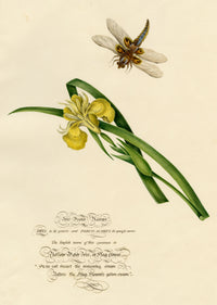 Louisa Hare, Yellow Water Iris with Dragonfly – c.1832 watercolour painting