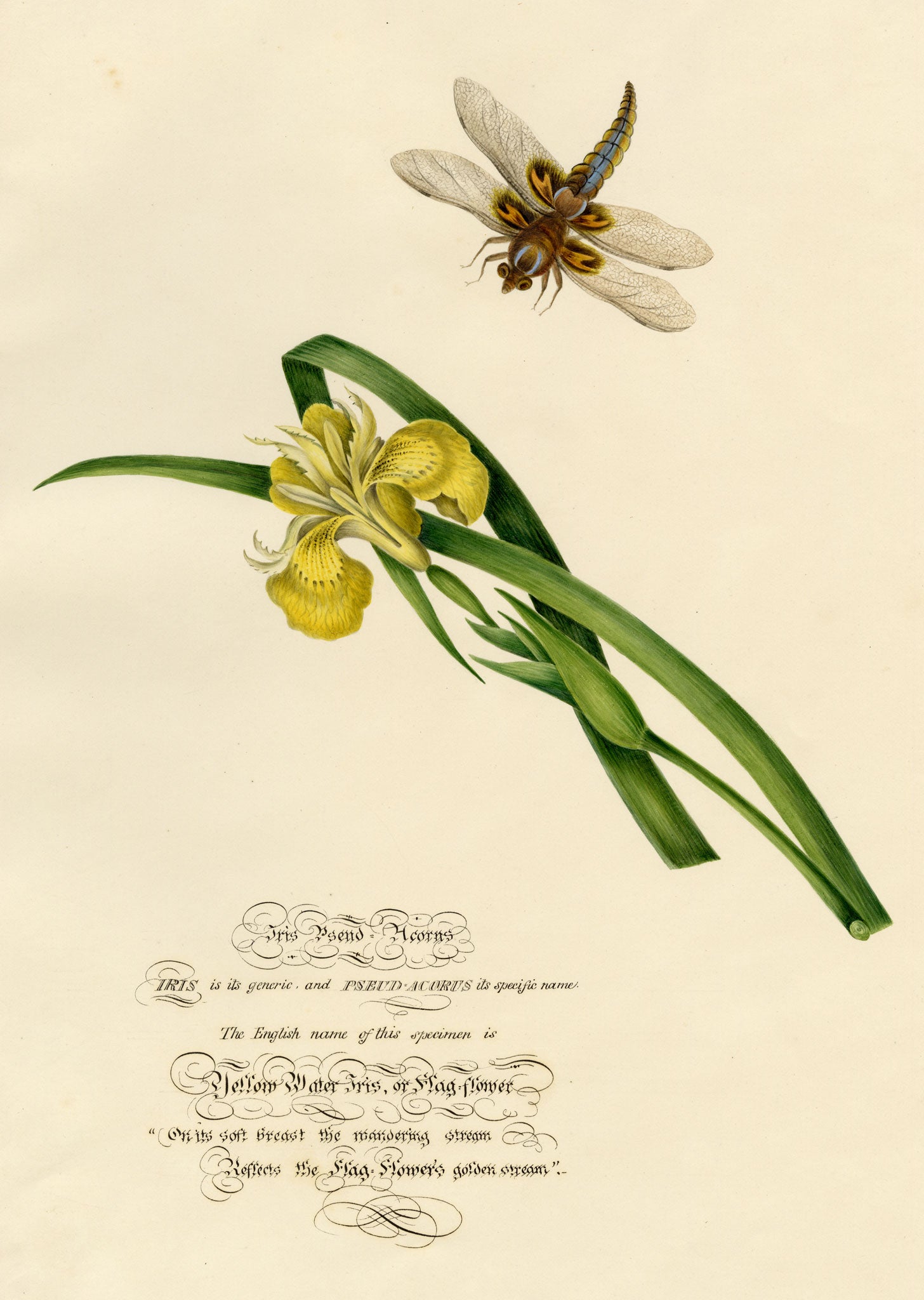 Louisa Hare, Yellow Water Iris with Dragonfly – c.1832 watercolour painting