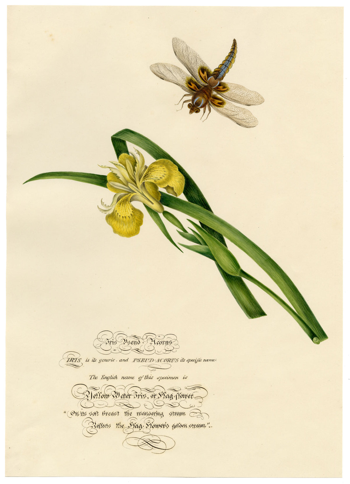 Louisa Hare, Yellow Water Iris with Dragonfly – c.1832 watercolour painting
