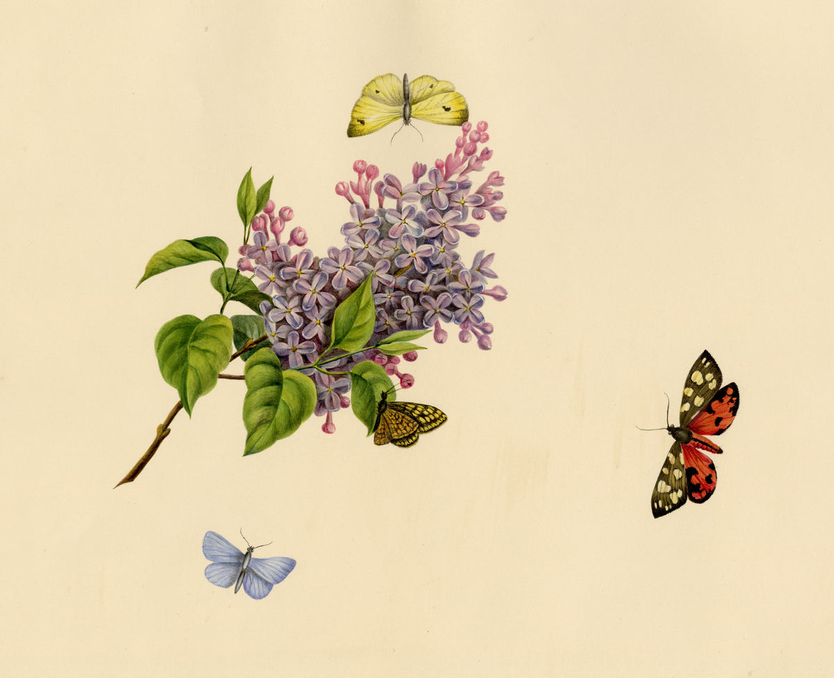 Louisa Hare, Butterflies on Lilac Flower – c.1832 watercolour painting