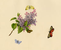 Louisa Hare, Butterflies on Lilac Flower – c.1832 watercolour painting