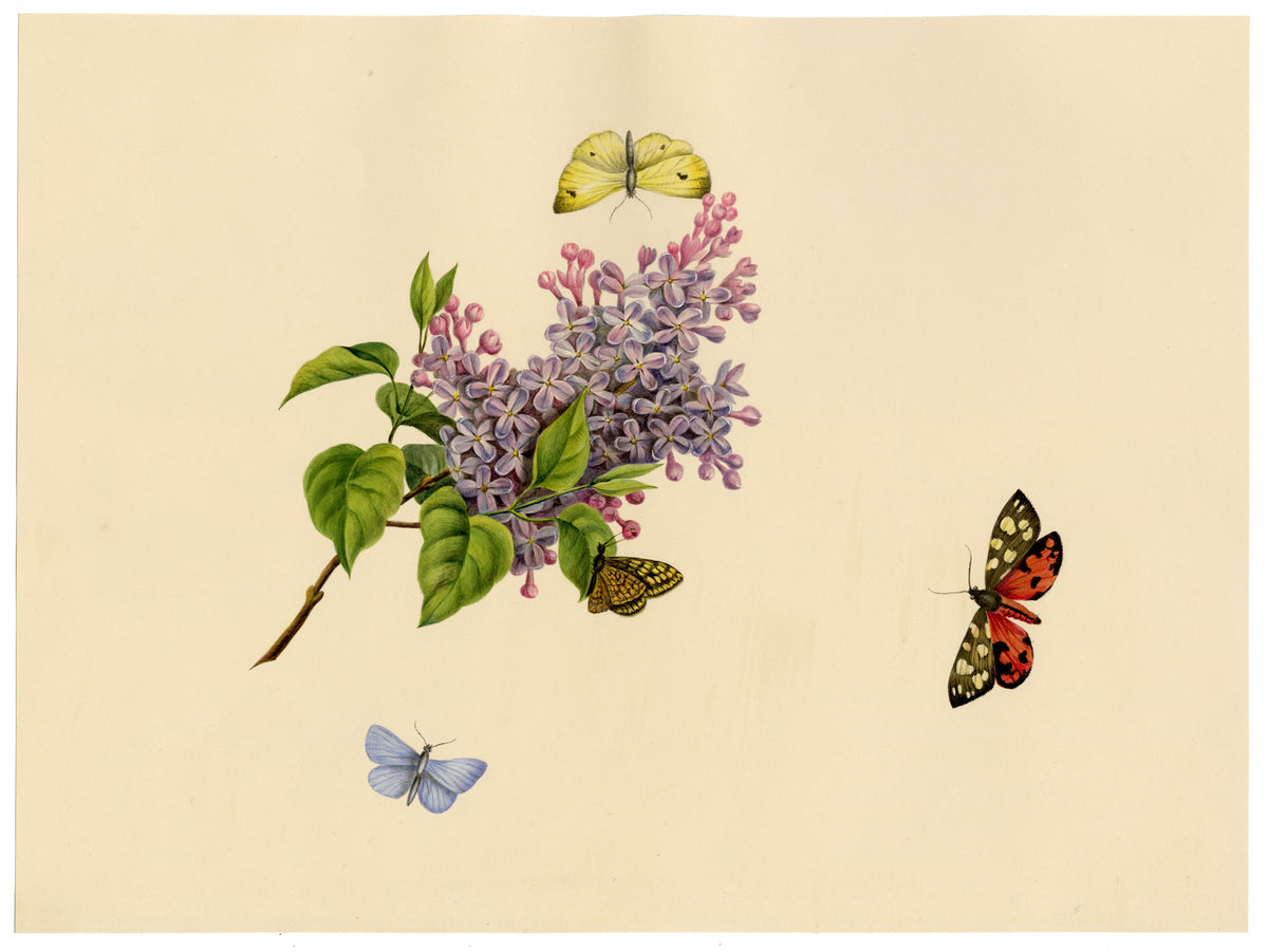 Louisa Hare, Butterflies on Lilac Flower – c.1832 watercolour painting