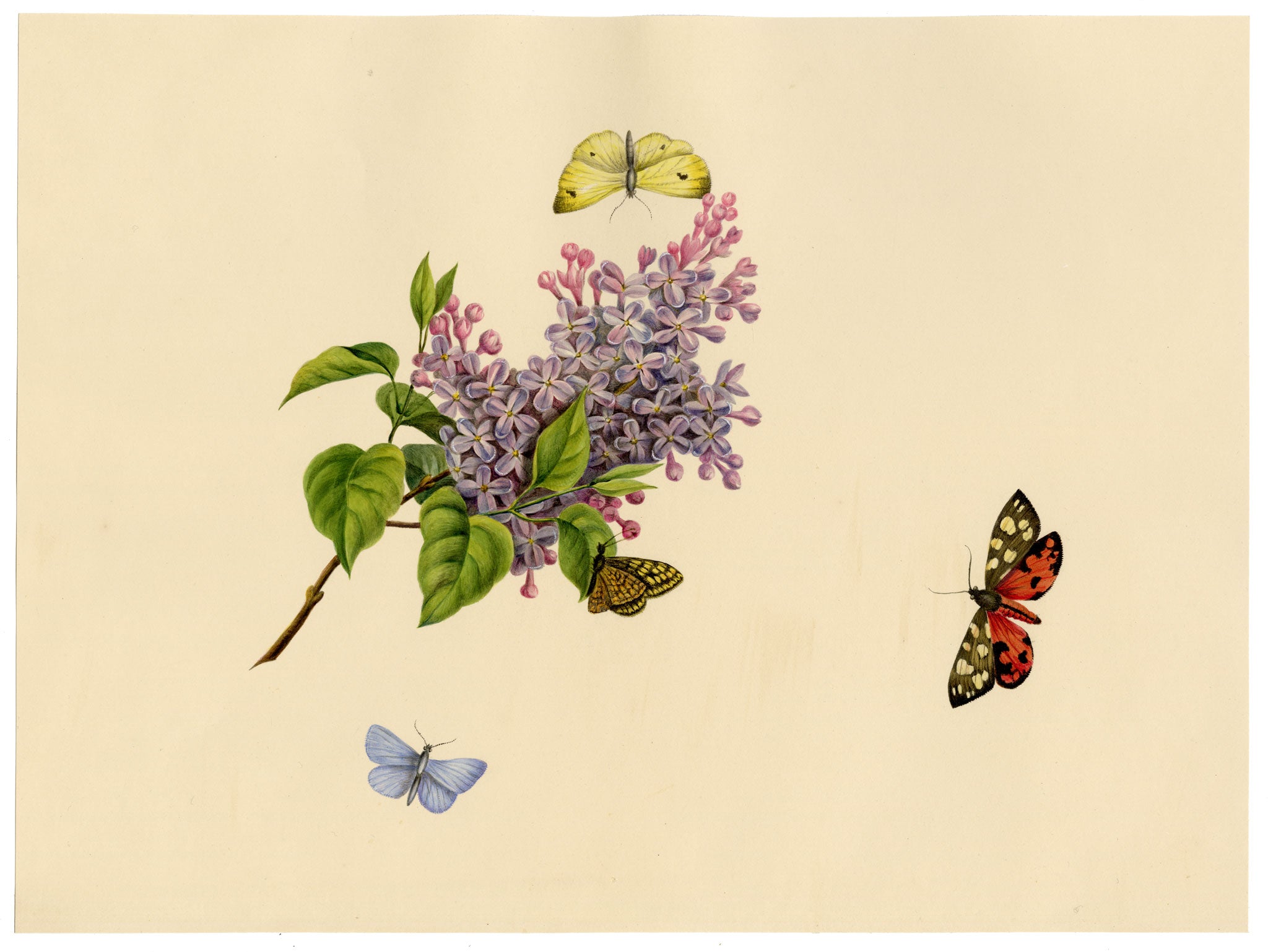 Louisa Hare, Butterflies on Lilac Flower – c.1832 watercolour painting