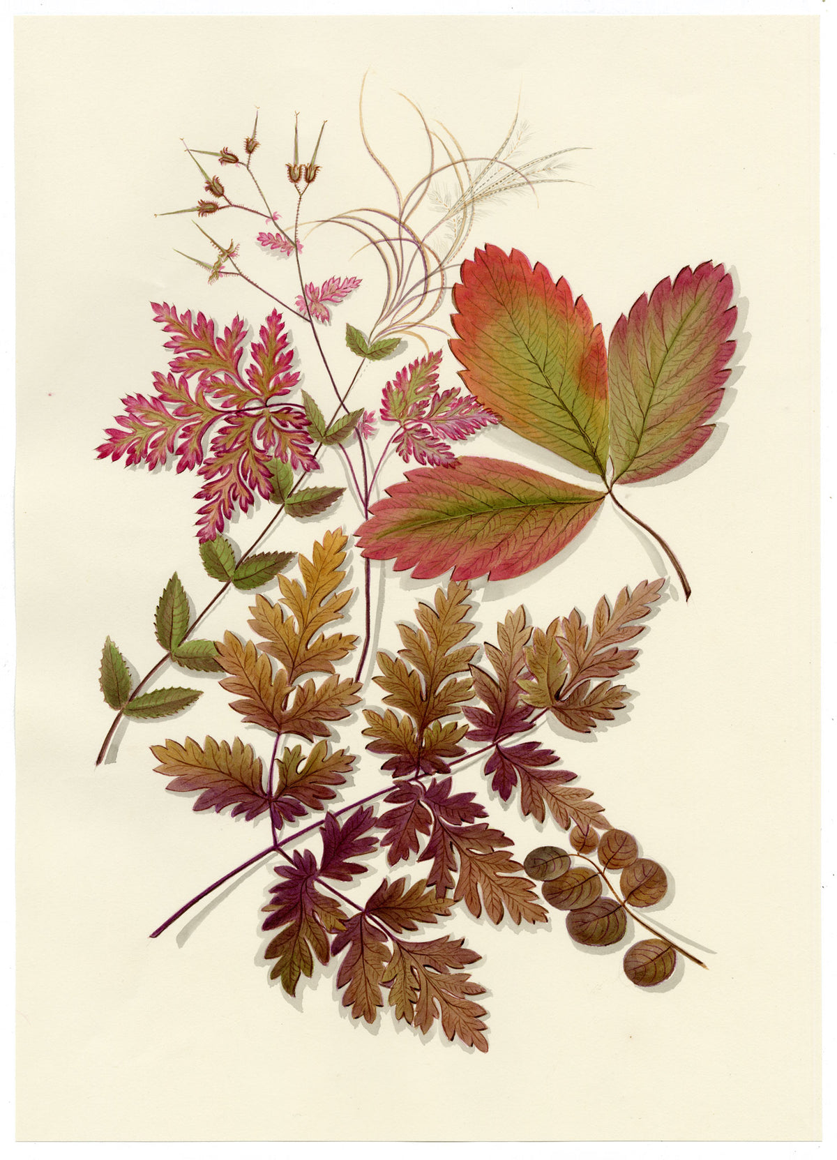 Louisa Hare, Autumn Leaf Foliage – c.1832 watercolour painting