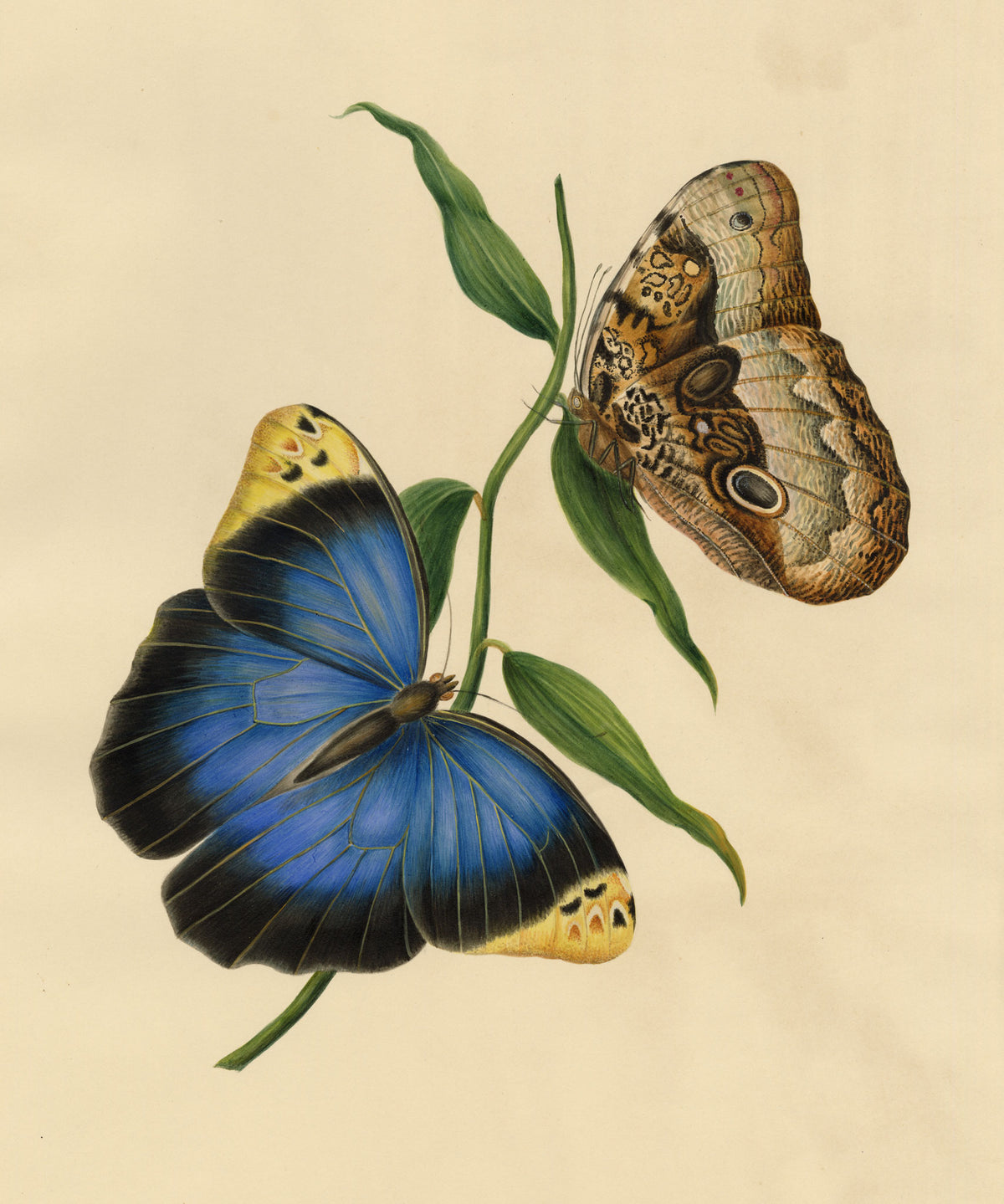 Louisa Hare, Purple Owl-Butterfly (Caligo beltrao) Study – c.1832 watercolour painting