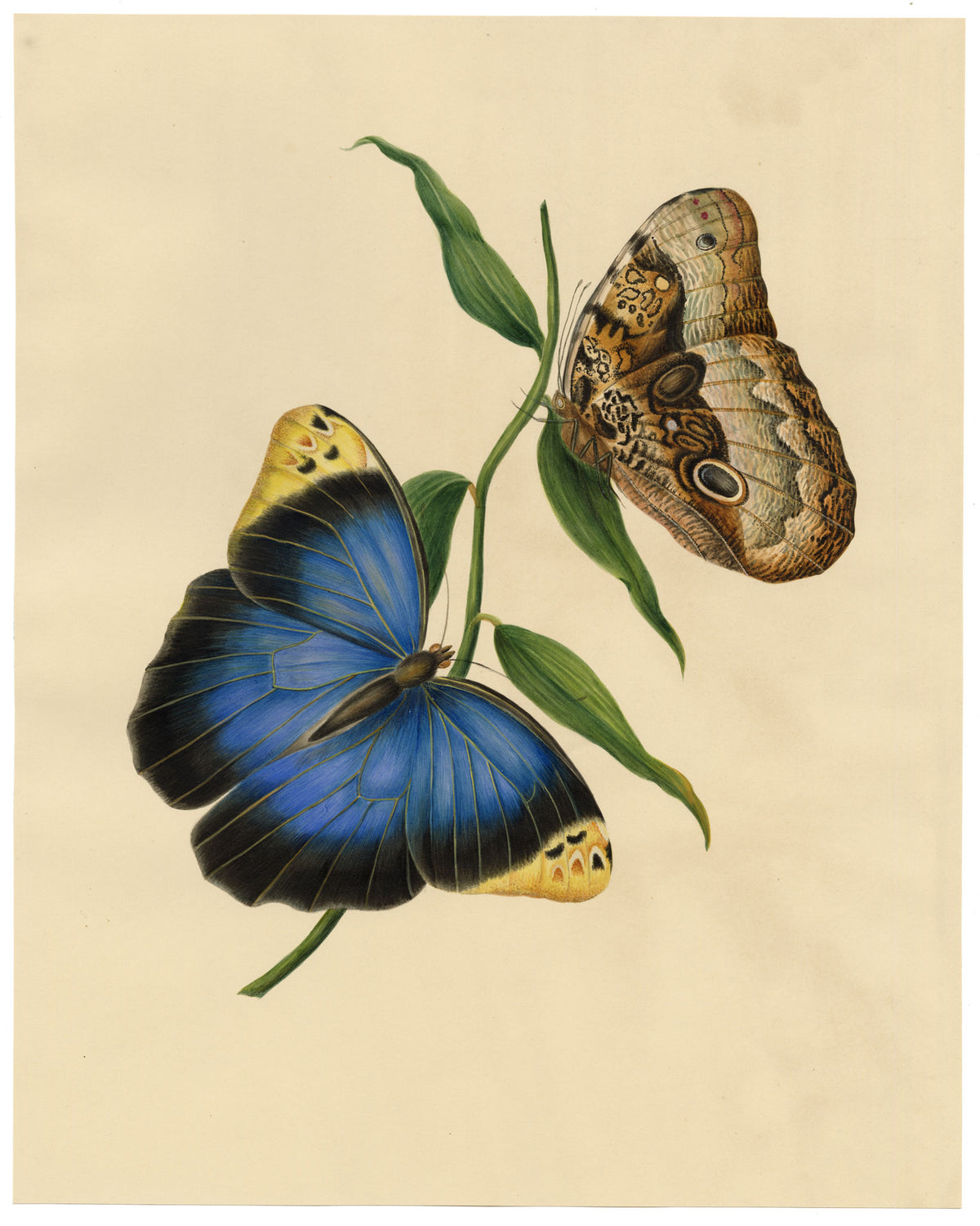 Louisa Hare, Purple Owl-Butterfly (Caligo beltrao) Study – c.1832 watercolour painting